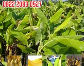 0822.2083.0527 (Tsel) Pengadaan  Bibit Pohon Pisang Tanduk