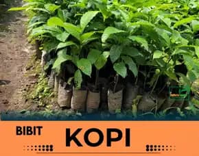 Petani Bibit Kopi, Bibit Kopi Di Subang
