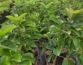 Hortikultura Buah   Bibit Pohon Alpukat