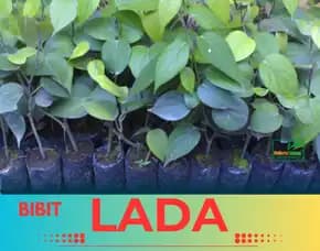 Pusat Bibit,   Bibit Lada Unggulan