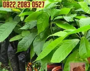 0822 2083 0527 (Tsel) Sentra Bibit, Jenis Bibit Coklat Yang Bagus,   Bibit Coklat Terdekat Pollarise
