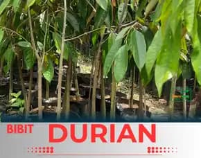 Sentra Pengadaan  Bibit Durian Montong Okulasi