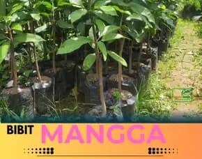 Hortikultura   Bibit Unggul  Mangga Namdokmai Golden