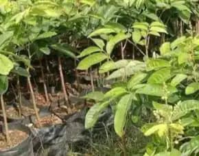 Harga Bibit Kelengkeng Aroma Durian