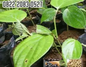 0822.2083.0527 (Tsel) Pusat Bibit,   Bibit Lada Perdu Lampung