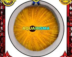 1 Pcs Cangkang Bulu Babi Bigs Golden Echinus Melo Echinoidea Sea Urchins Grade A+