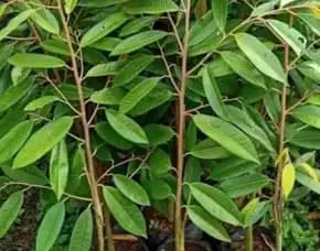Hortikultura Buah Bibit Durian Montong Di Malang