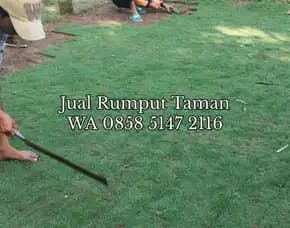 Rumput Golf Sidoarjo Terbaik
