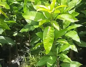 Bibit Unggul  Mangga Di Majalengka