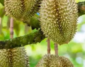 Hortikultura Buah Bibit Durian Montong Dongkelan