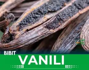 Sentral Bibit Vanili Sumedang