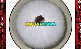 1 Pcs Cangkang Bulu Babi Bigs Putih Echinus Melo Echinoidea Sea Urchins Grade A+