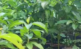 0822 2083 0527 (Tsel) Hortikultura Buah   Bibit Alpukat Mentega Super