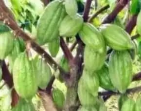 Sentra Bibit, Bibit Kakao Bersertifikat Medan,   Bibit Kakao Coklat Di Sumatera Utara Pollarise
