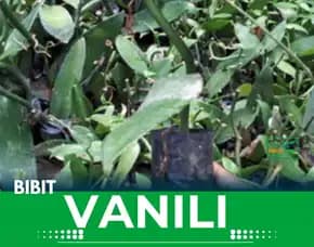 Sentral  Harga Bibit Vanili Planifolia