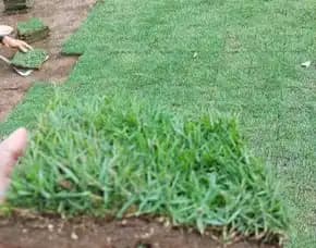 Jual Rumput Lapangan Sepak Bola Sleman Yogyakarta Terdekat