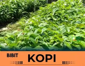 Sentra Bibit Kopi, Bibit Kopi Di Acen