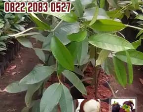 0822.2083.0527 (Tsel) Sentral Bibit, Bibit Manggis Cepat Berbuah, Bibit Manggis Bersertifikat