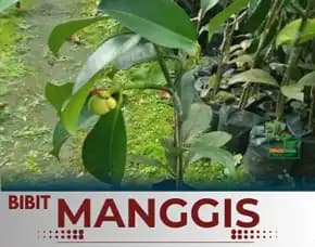 Sentral Bibit, Jual Bibit Pohon Manggis Di Malang, Jual Bibit Pohon Manggis Di Malang