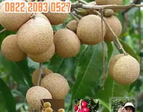 0822.2083.0527 (Tsel) Agrocenter Bibit Kelengkeng Diamond River
