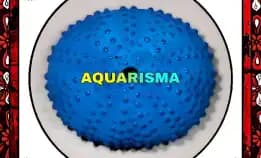 1 Pcs Cangkang Bulu Babi Big Biru Colobocentrotus Atratus Sea Urchins Grade A+