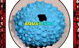 1 Pcs Cangkang Bulu Babi Big Blue Echinus Tylodes Echinoidea Sea Urchins Grade A+