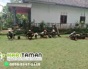 Supplier Rumput Jepang Tuban Terbaik