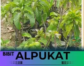 Sentral Bibit Bibit Alpukat Mentega Jumbo