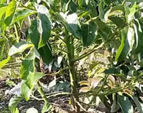 Hortikultura Buah  Benih Alpukat Yang Baik