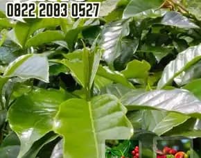 0822 2083 0527 ( Tsel ) Sentra Bibit Kopi, Bibit Kopi Robusta Unggul