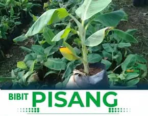 Jual Bibit Pisang Ambon Putih