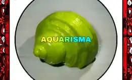 1 Pcs Cangkang Keong Medium Mata Lembu Turbo Tumidulus Hijau Grade A+