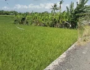 Dijual 10 Are, Jl. Abasan Semat Tibubeneng Canggu Kuta Utara