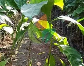 Sentra Bibit Kopi, Harga Bibit Kopi Arabika Gayo