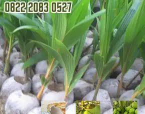 0822.2083.0527 (Tsel) Sentra Bibit Kelapa, Bibit Kelapa Hibrida Di Jambi