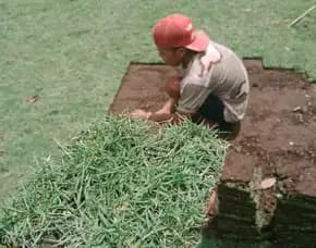 Harga Rumput Jepang Pacitan Permeter