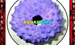 1 Pcs Cangkang Bulu Babi Ungu Echinus Tylodes Echinoidea Sea Urchins Grade A+