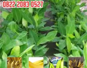 0822.2083.0527 (Tsel) Pengadaan  Bibit Pisang Tanduk Super