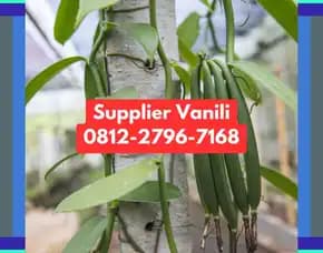 0812,2796,7168 Jual Bibit Vanili Terdekat Di Nganjuk