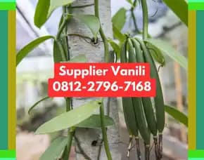 0812,2796,7168 Jual Bibit Vanili Terdekat Di Pamekasan