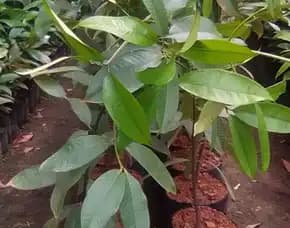 Sentra Bibit Manggis , Harga Bibit Jagung Manggis, Berapa Harga Bibit Pohon Manggis
