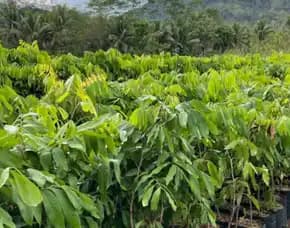 Harga Bibit Kelengkeng Itoh