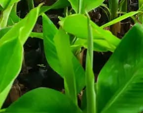 Bibit Pisang Kepok Unggul