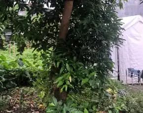 Dijual 2 Are, Jl. Nuansa Saih Tunjung Tutur Peguyangan Kaja Denpasar