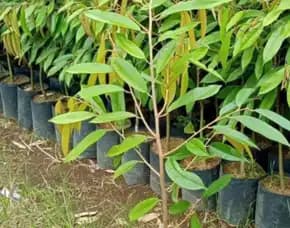 Hortikultura Buah Bibit Durian Musang King Di Pekanbaru