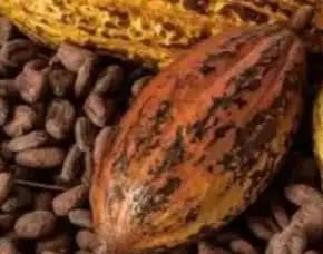 Sentra Bibit, Bibit Coklat Lampung, Bibit Coklat Bb Pollarise