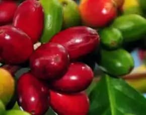 Sentra Bibit Kopi, Bibit Kopi Di Aceh