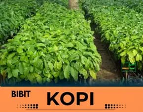 Sentra Bibit Kopi, Bibit Kopi Hijau