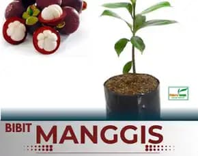 Sentral Bibit, Jual Bibit Manggis Di Medan, Jual Bibit Pohon Manggis Di Malang