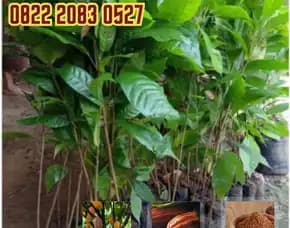 0822 2083 0527 (Tsel) Sentra Bibit,   Bibit Kaka Cokiat Di Sumatera Utara,   Bibit Kopi Coklat Pollarise